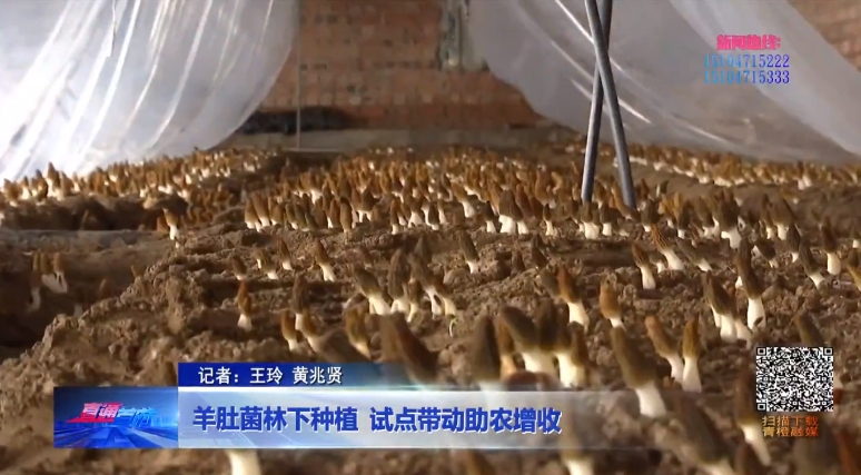 【视频解读】羊肚菌林下种植 试点带动助农增收