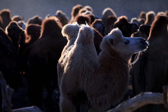 043a46c47d71377d951acbc83091601