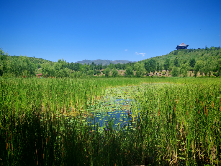 吉沙公园：生态蝶变绿意浓