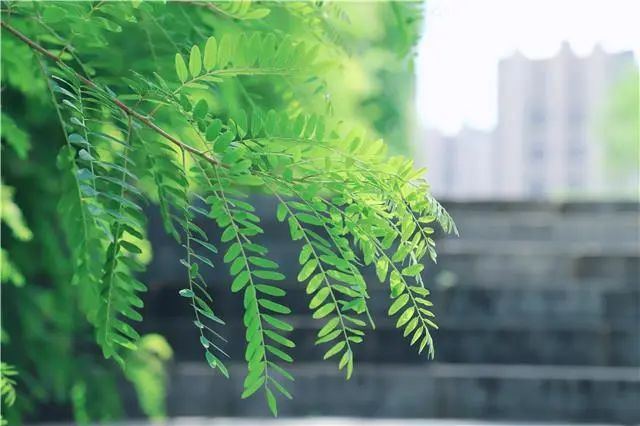 【北疆文化·新城故事】夏日来成吉思汗公园，邂逅静谧美好