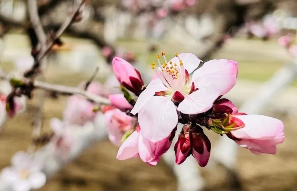 摊牌了！在呼和浩特，一年四季都能走“花路”~